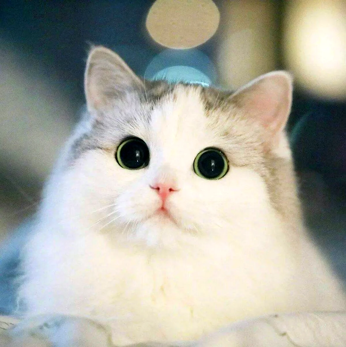 Милый кот