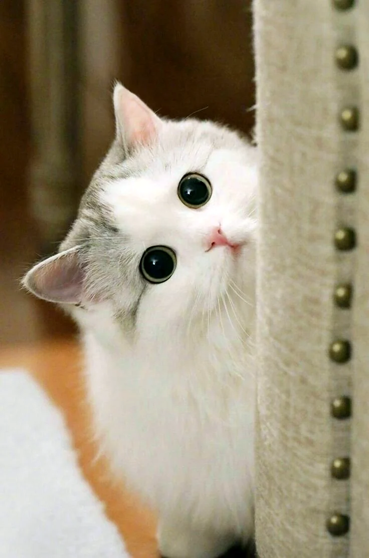 Милый кот