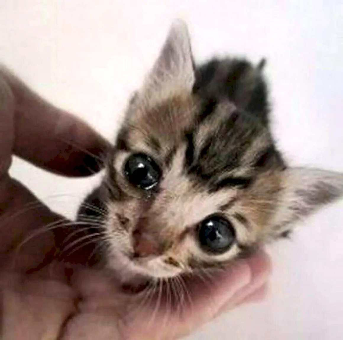 Милый котенок плачет