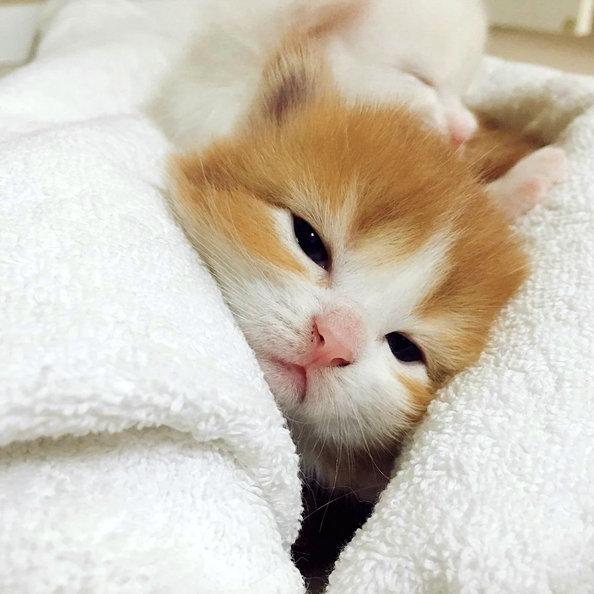 Милый котик