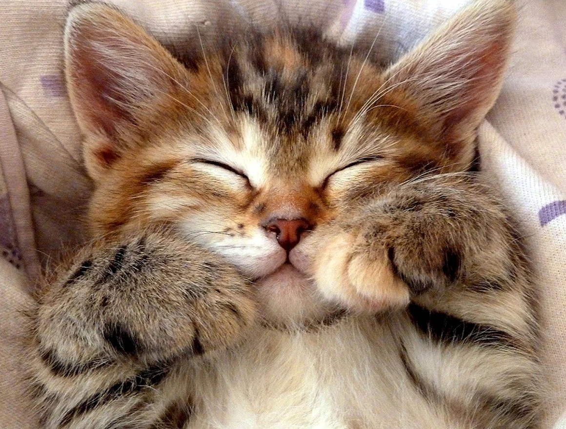 Милый котик