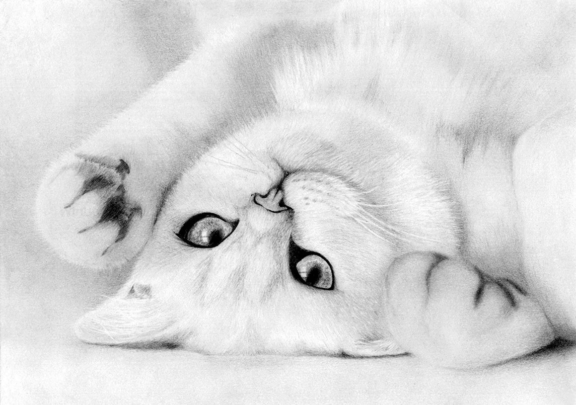 Милый котик карандашом