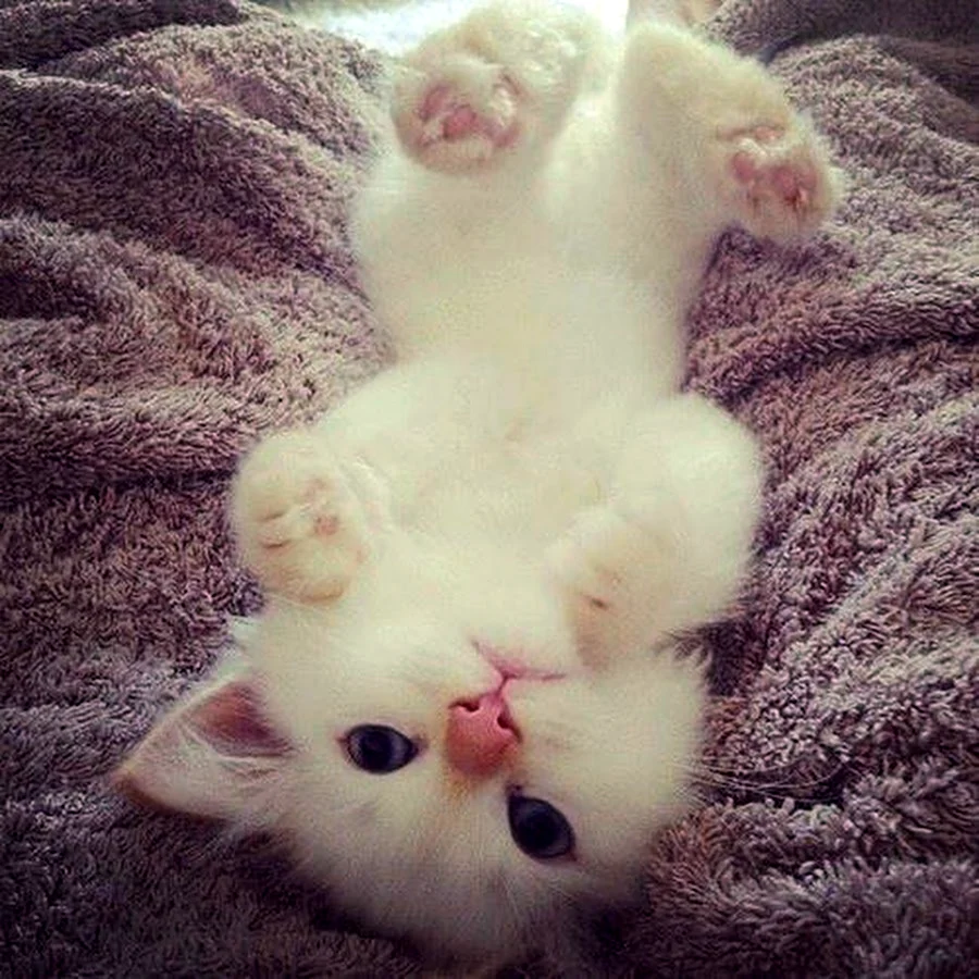 Мимимишные котята