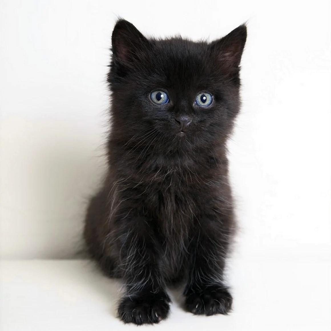 Минусинские коты