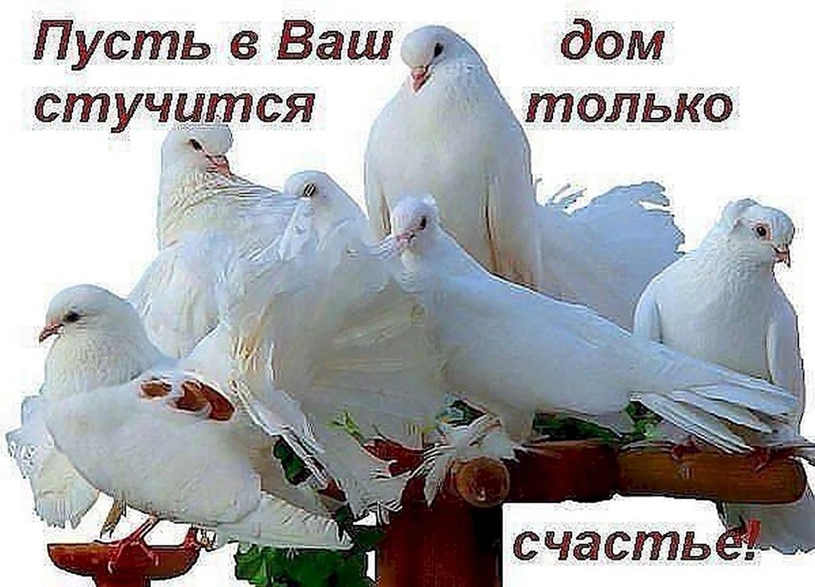 Мира и добра вашему дому