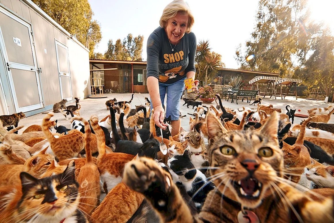 Много кошек