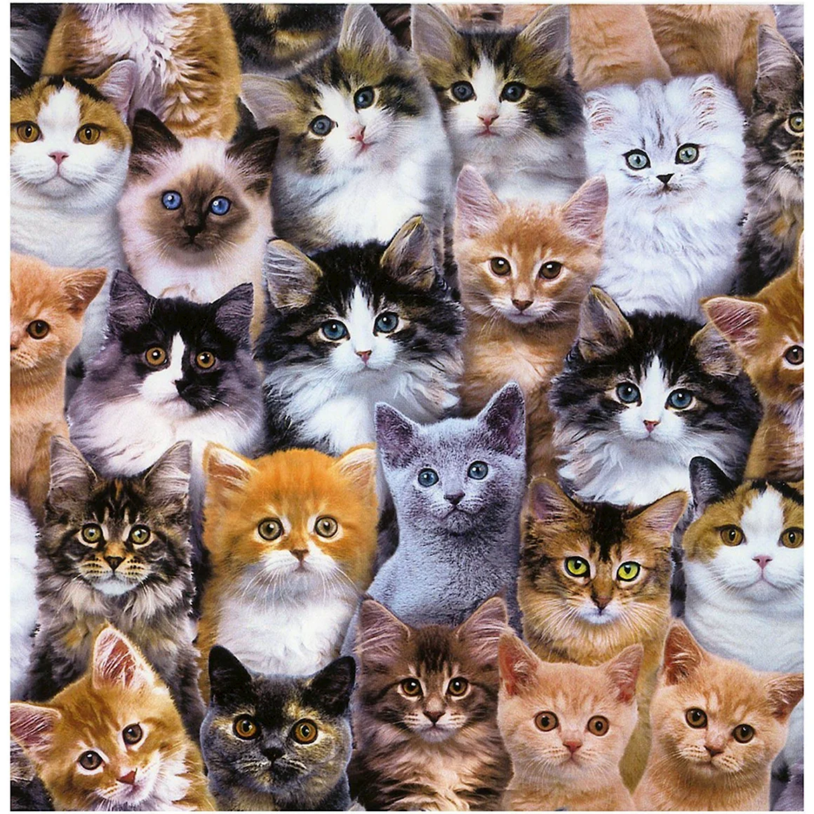 Много кошек