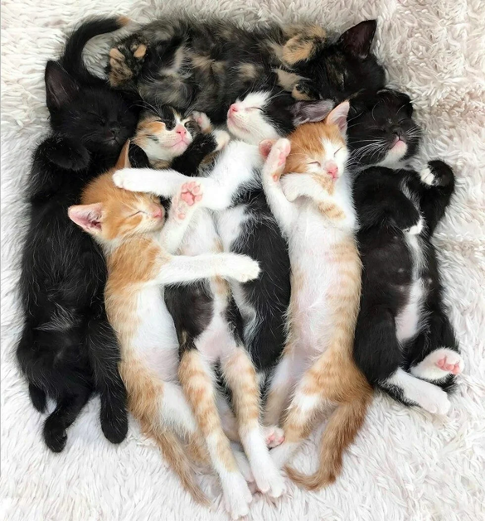 Много кошек