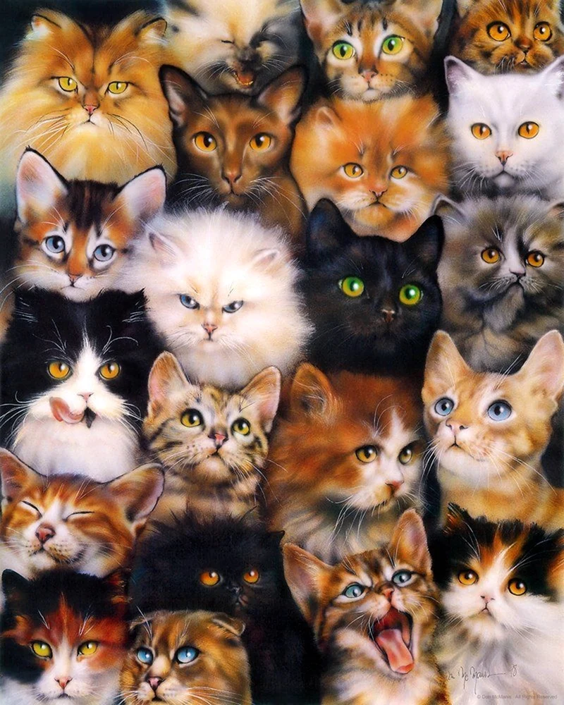 Много кошек