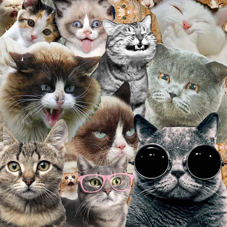 Много кошек