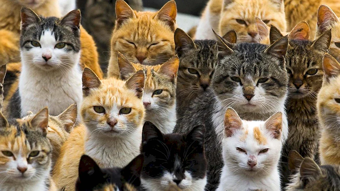Много кошек