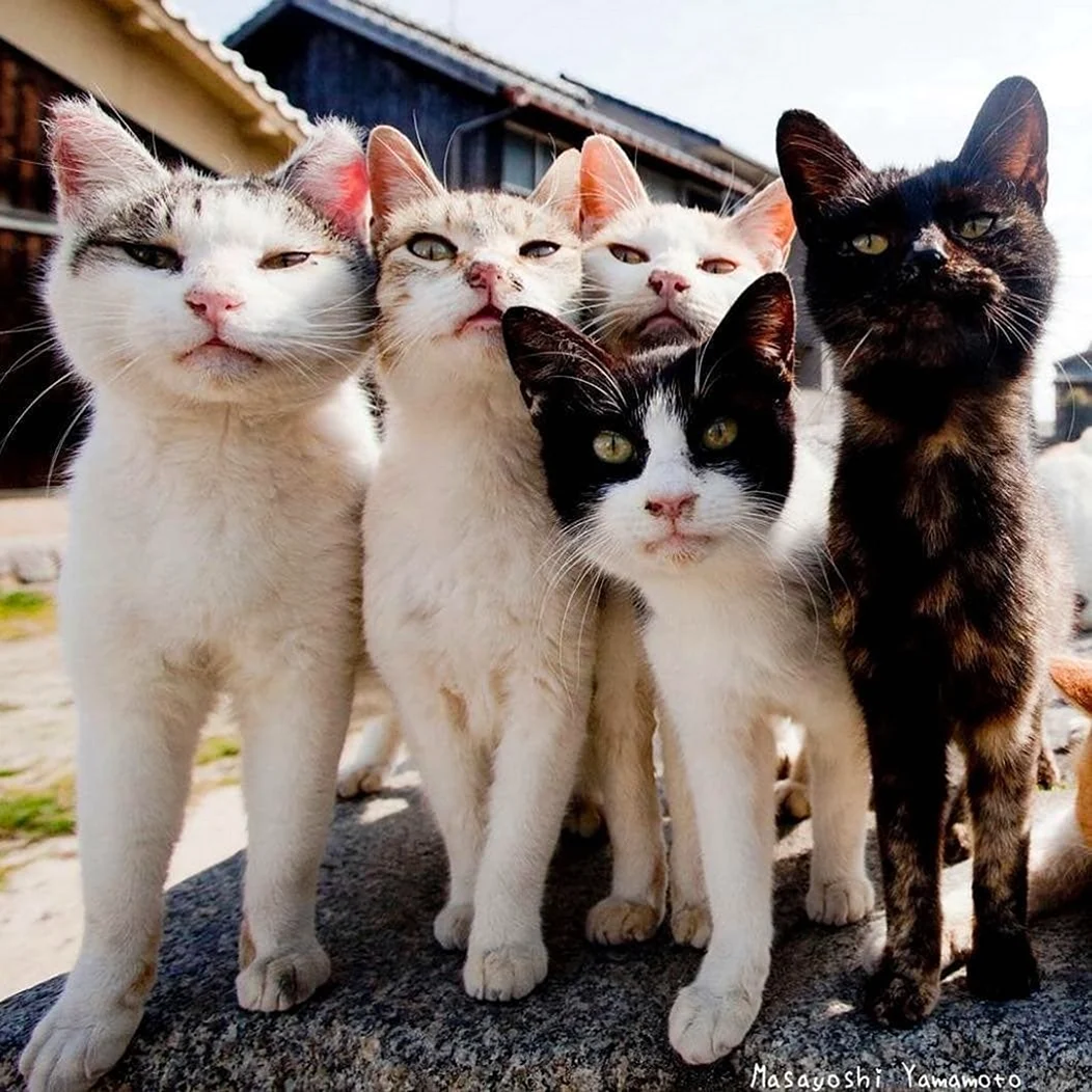 Много кошек