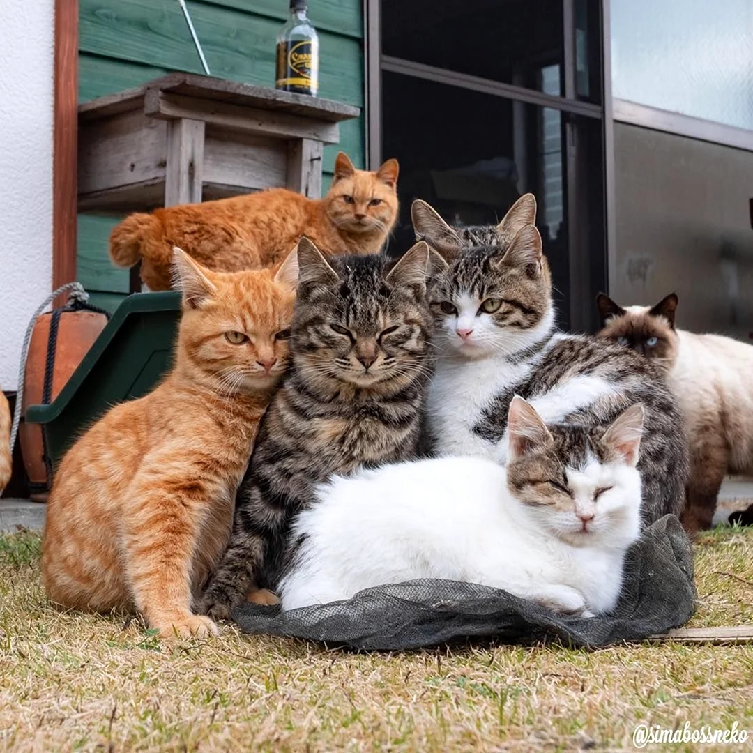 Много кошек
