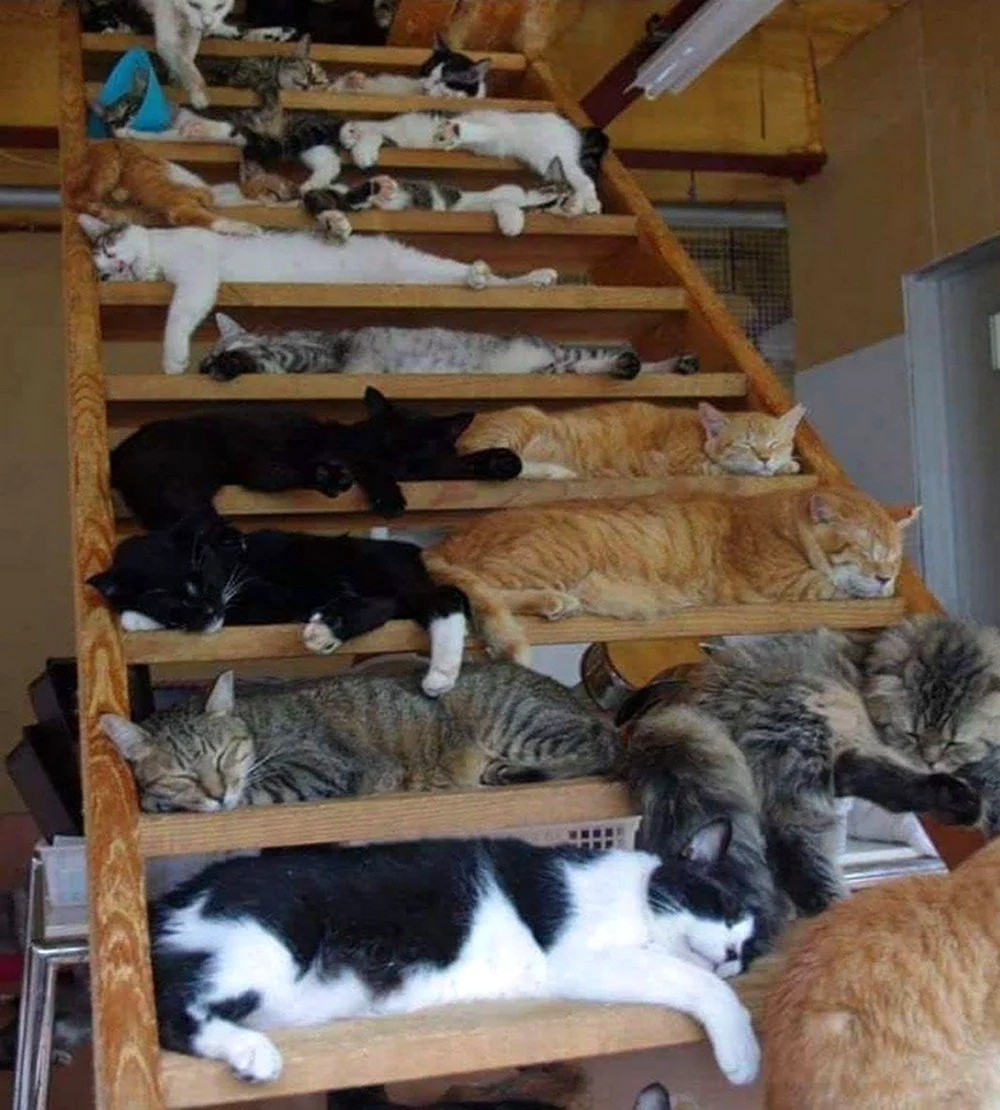 Много кошек