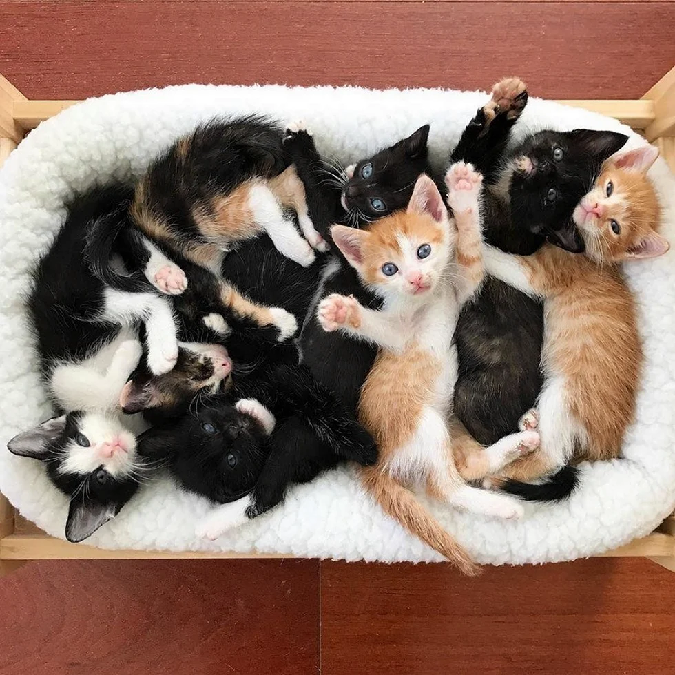 Много котят