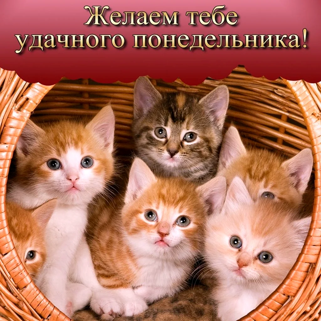 Много котят