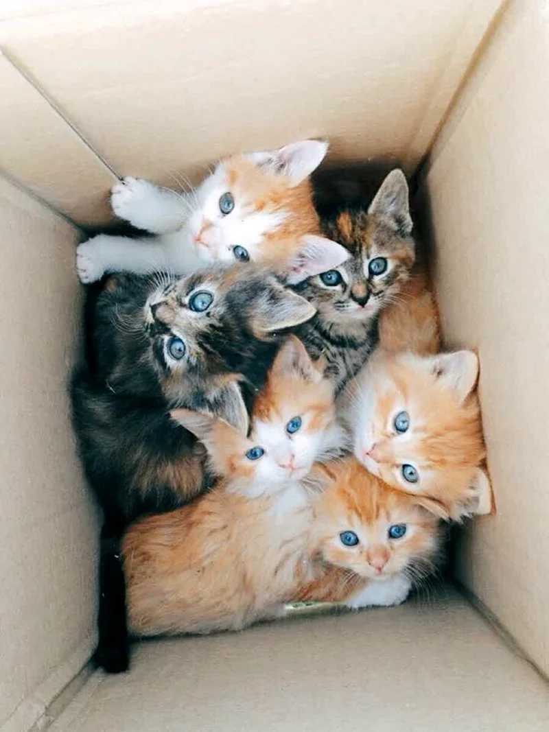 Много котят
