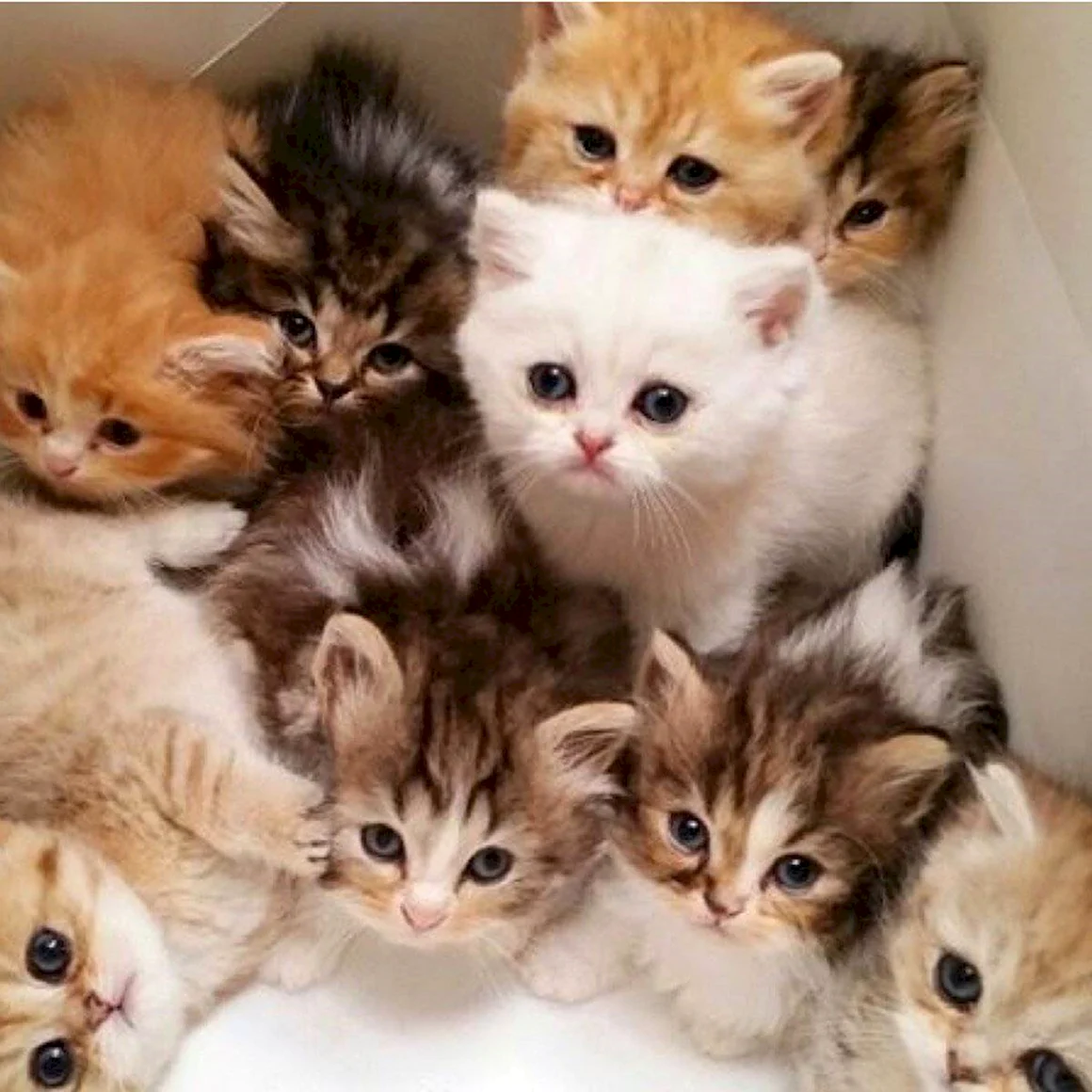Много котят