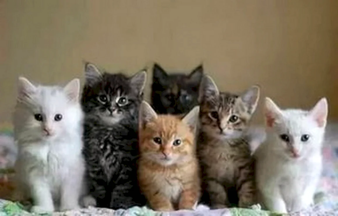 Много котят