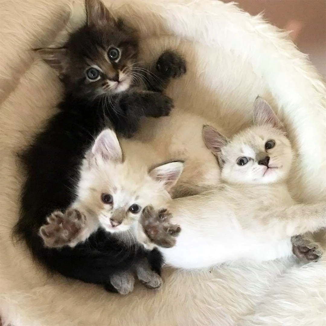 Много котят