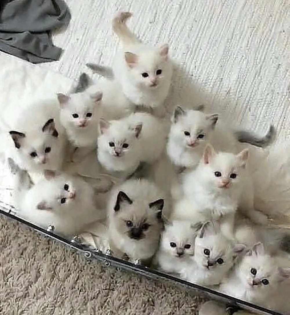 Много котиков
