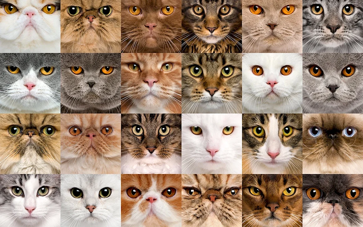 Много котиков