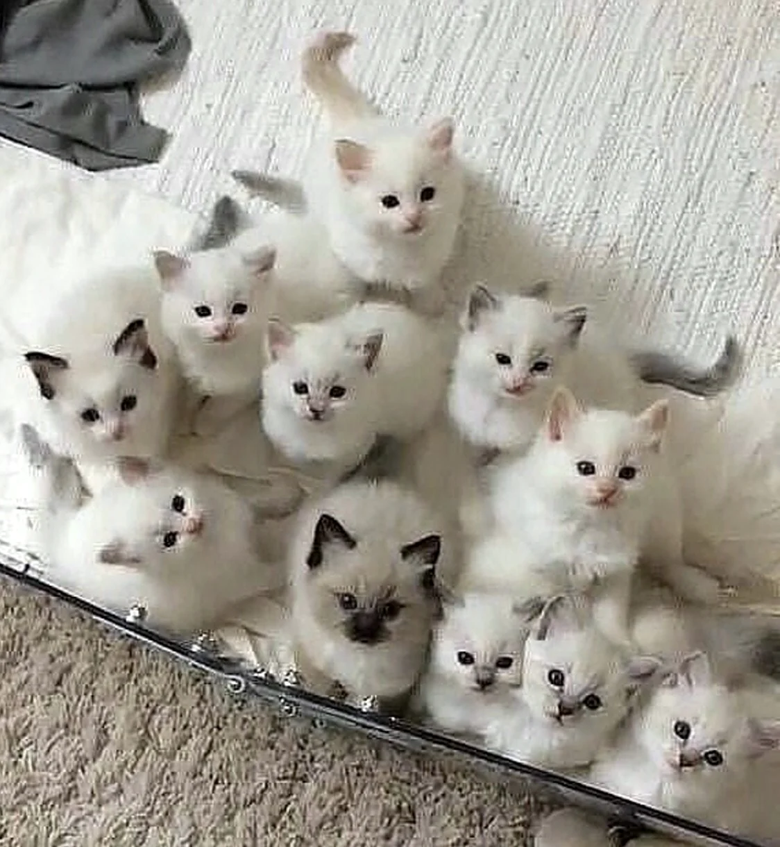 Много котиков