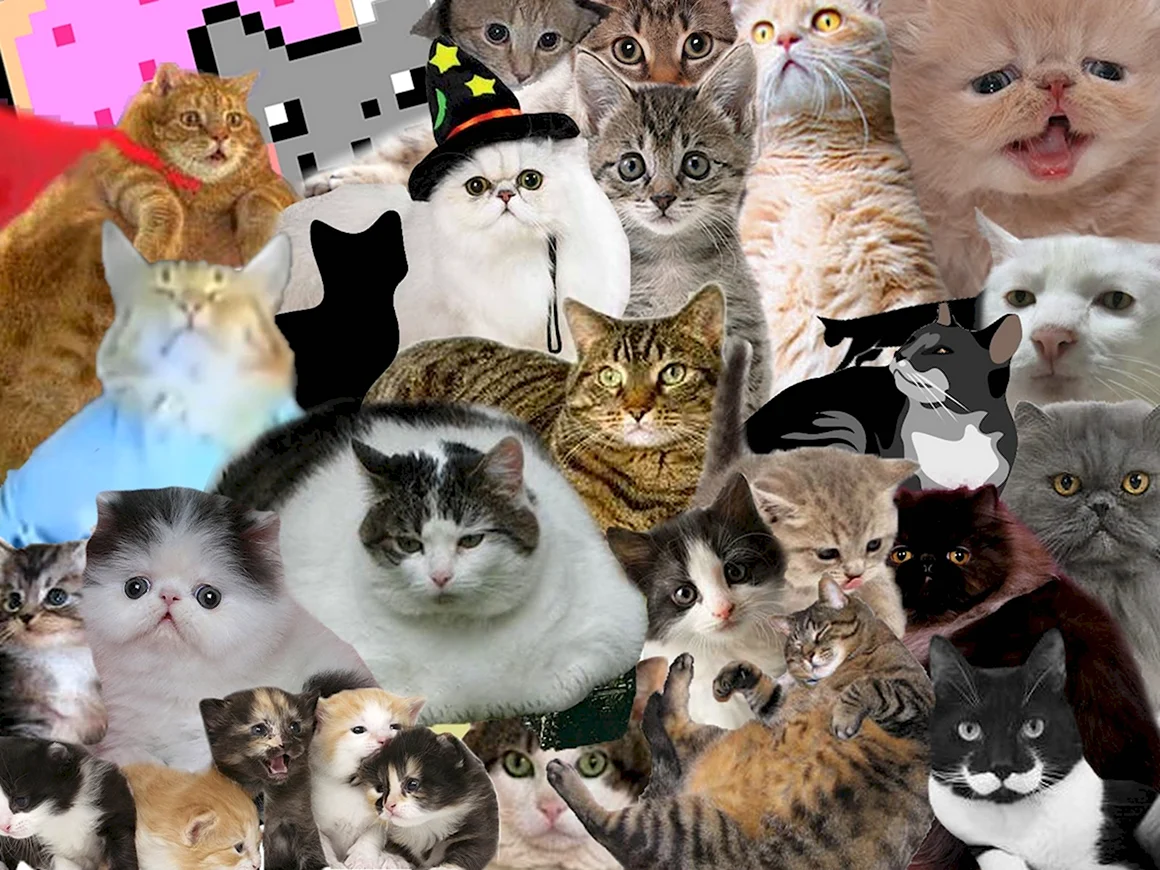 Много котов