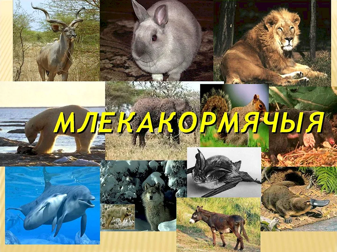 Многобразиемлекопитающих