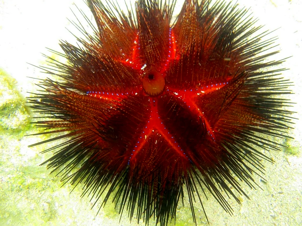 Многоиглый морской еж