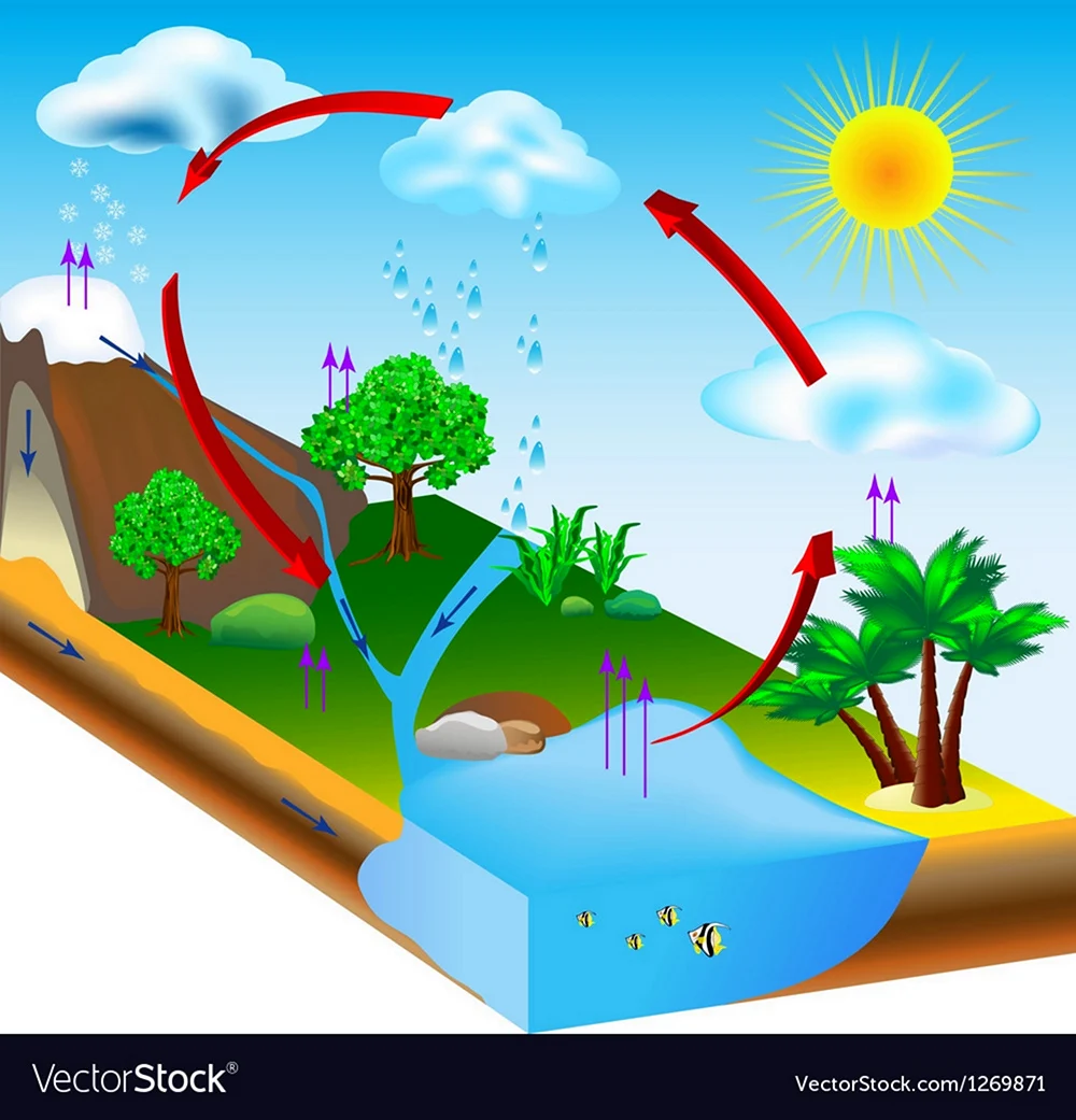 Модель круговорота воды
