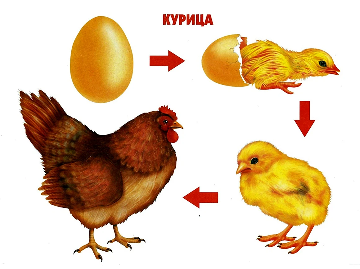 Модель развития животных