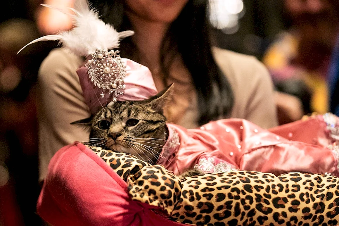 Модная кошка