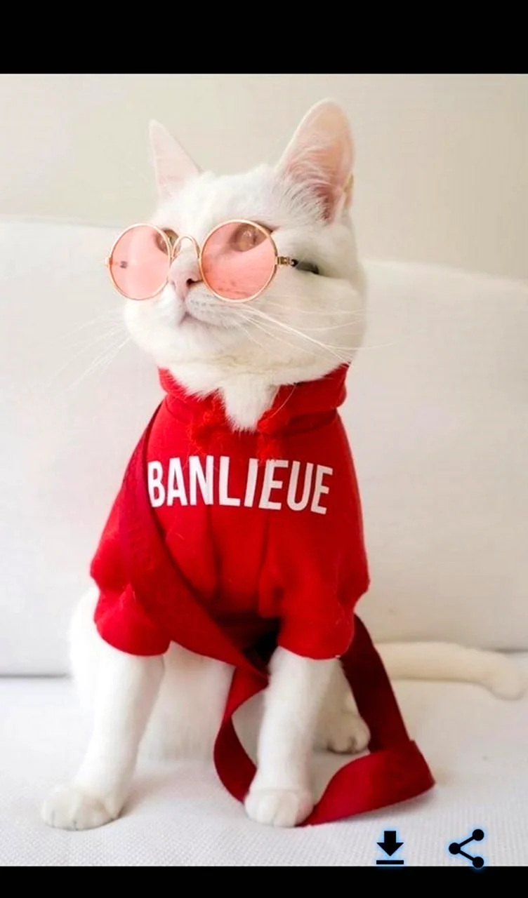 Модные котики