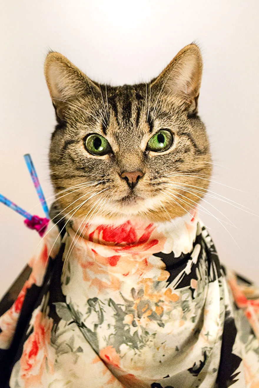 Модные котики