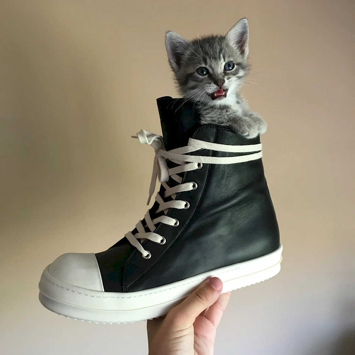 Модные коты