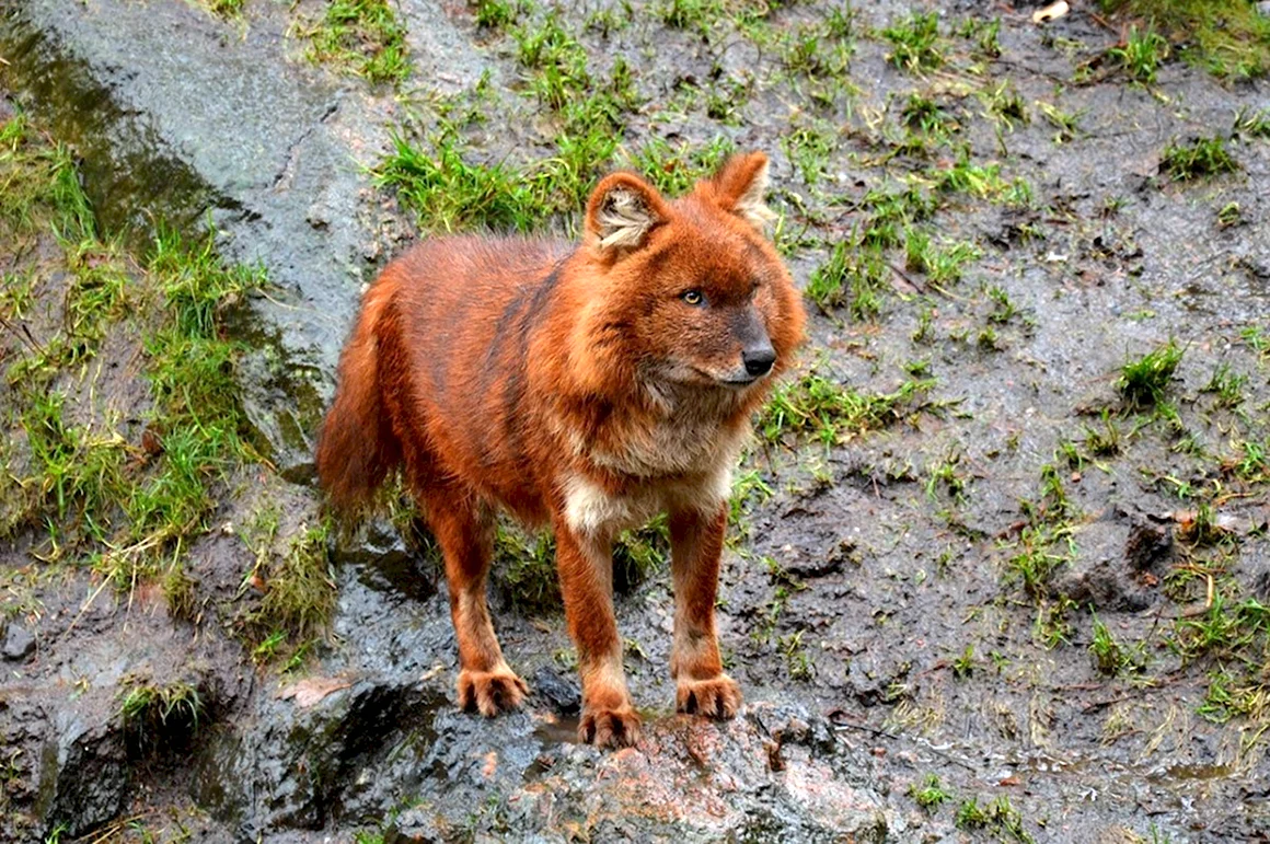 Моголлонский горный волк