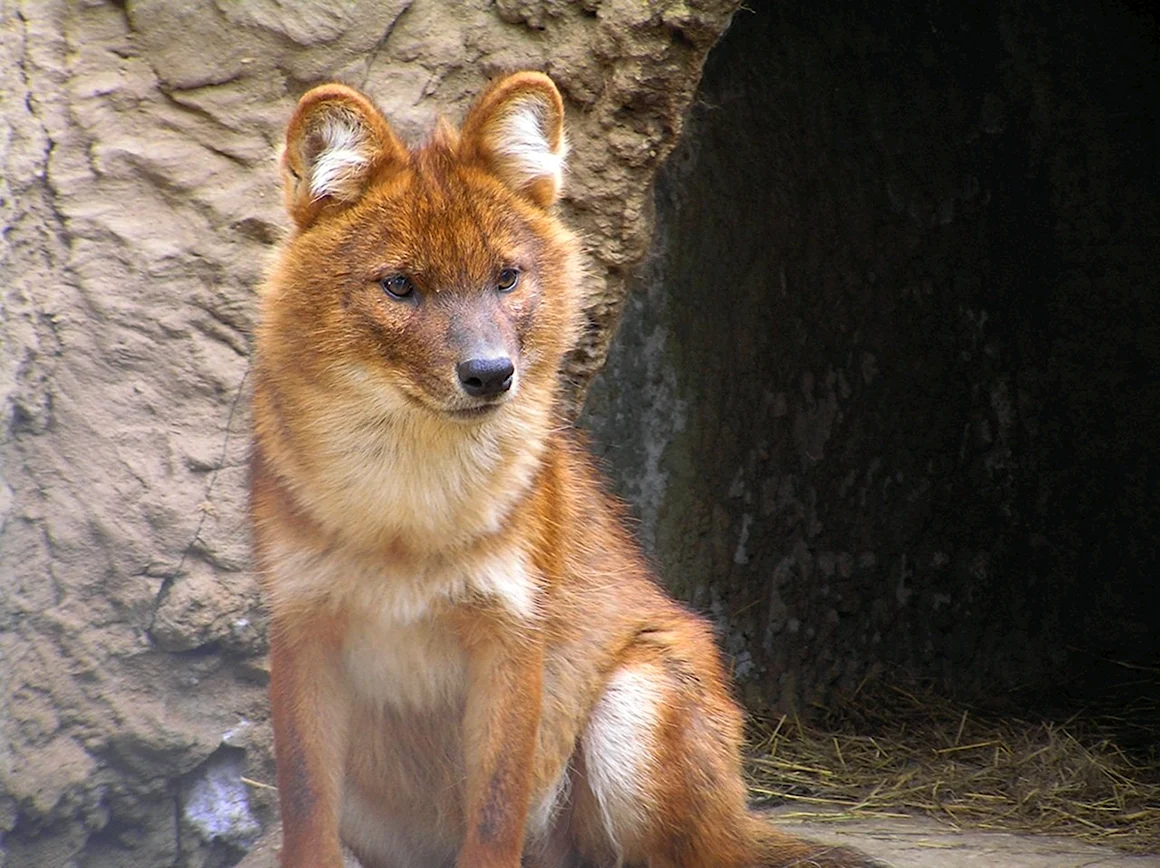 Моголлонский горный волк