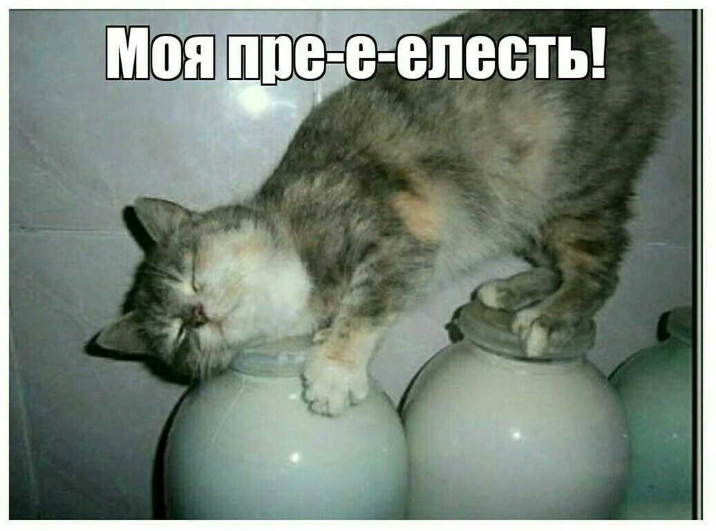 Моя прелесть картинки смешные