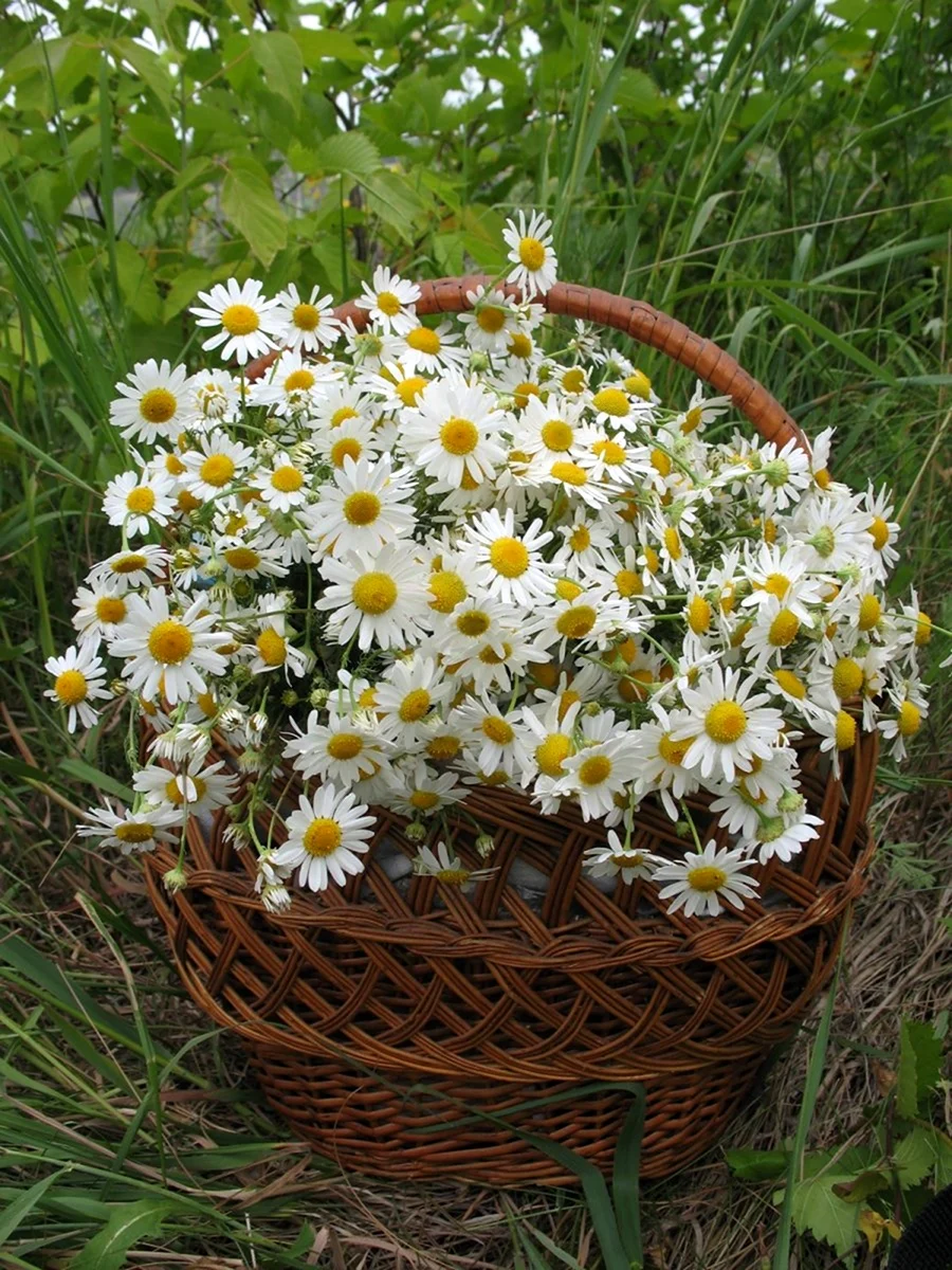 Мойчечак Гули