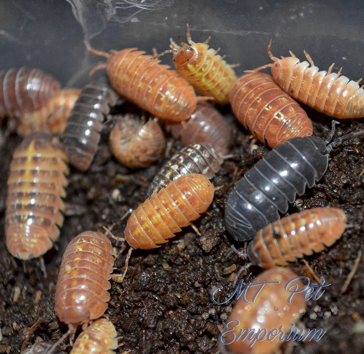 Мокрицы Armadillidium vulgare Santa Lucia.