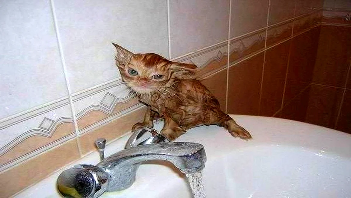 Мокрые кошки смешные