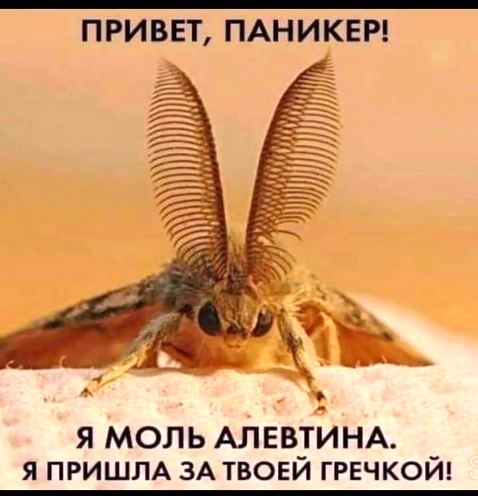 Моль Алевтина