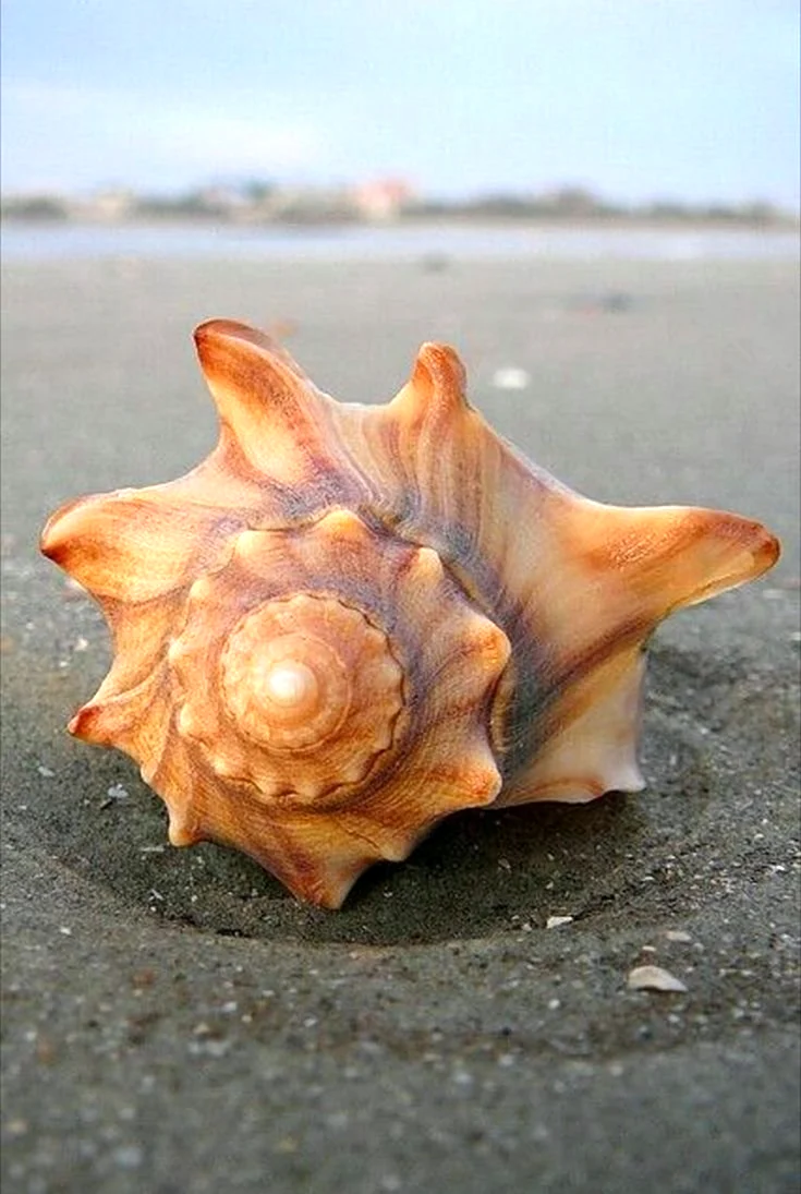 Моллюски в морских раковинных