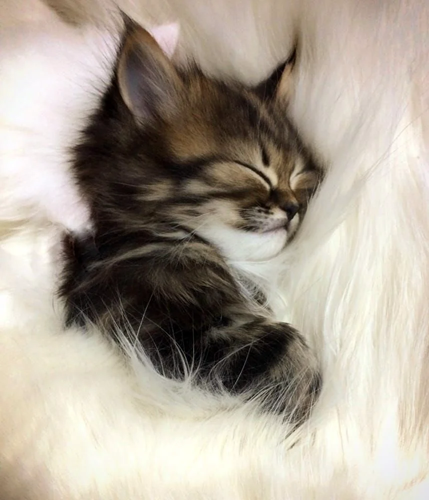 Molly Sweet Dream