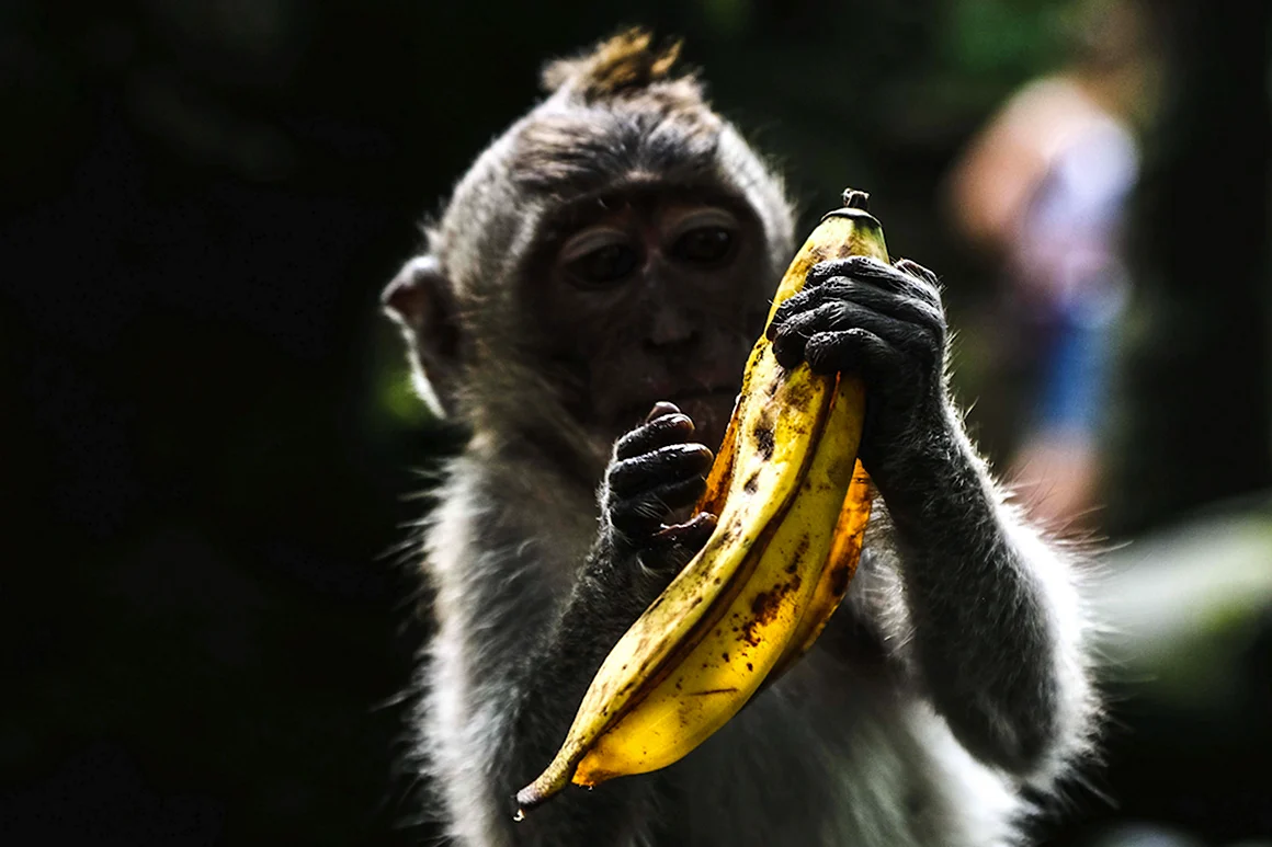 Monkey обезьяна Banana банан