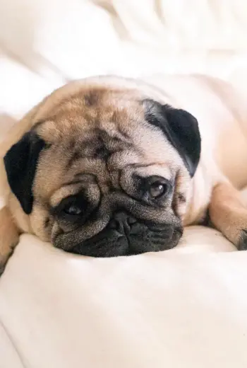 Мопс