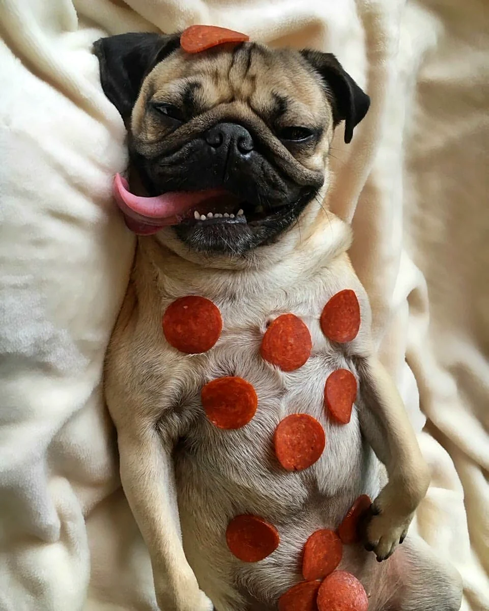 Мопс