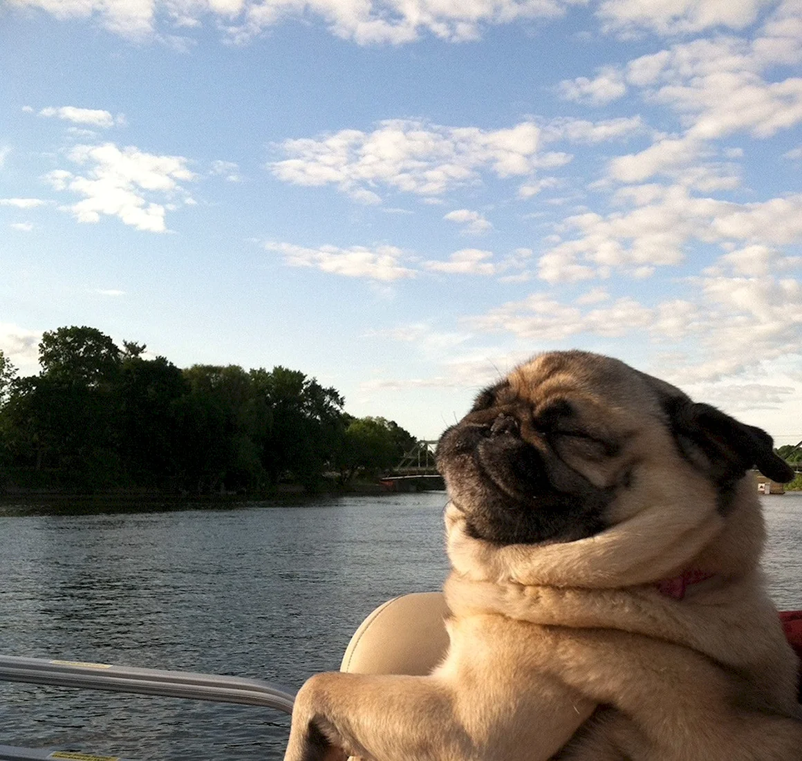 Мопс на море