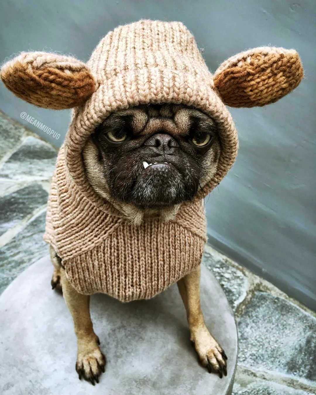 Мопс ози
